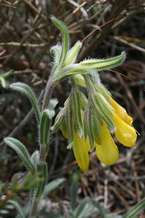 Onosma erecta subsp. erecta \ Aufrechte Lotwurz / Erect Goldendrop, GR Akrokorinth 18.4.2017 (Photo: Gisela Nikolopoulou)