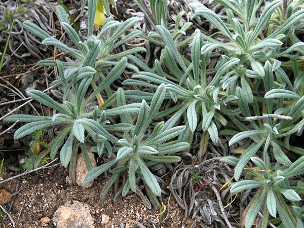 Onosma erecta subsp. erecta \ Aufrechte Lotwurz / Erect Goldendrop, GR Akrokorinth 18.4.2017 (Photo: Gisela Nikolopoulou)