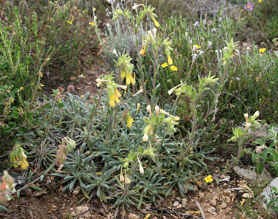 Onosma erecta subsp. erecta \ Aufrechte Lotwurz / Erect Goldendrop, GR Akrokorinth 21.4.2016 (Photo: Gisela Nikolopoulou)