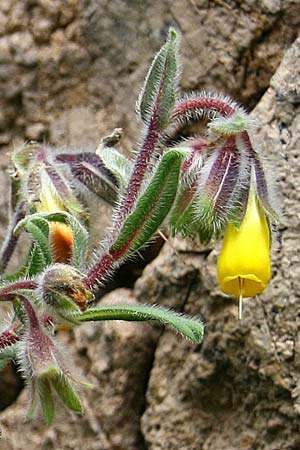 Onosma frutescens \ Goldene Lotwurz, Strauchige Lotwurz / Rocky Goldendrop, GR Akrokorinth 29.4.2011 (Photo: Gisela Nikolopoulou)