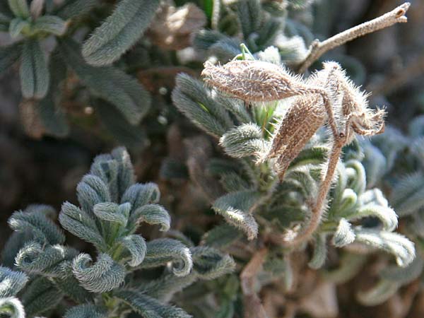 Onosma frutescens \ Goldene Lotwurz, Strauchige Lotwurz / Rocky Goldendrop, GR Akrokorinth 1.10.2014 (Photo: Gisela Nikolopoulou)