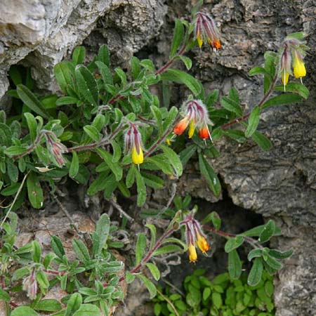 Onosma frutescens \ Goldene Lotwurz, Strauchige Lotwurz / Rocky Goldendrop, GR Akrokorinth 29.4.2011 (Photo: Gisela Nikolopoulou)