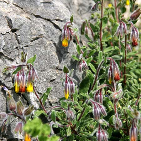 Onosma frutescens \ Goldene Lotwurz, Strauchige Lotwurz / Rocky Goldendrop, GR Akrokorinth 12.4.2011 (Photo: Gisela Nikolopoulou)