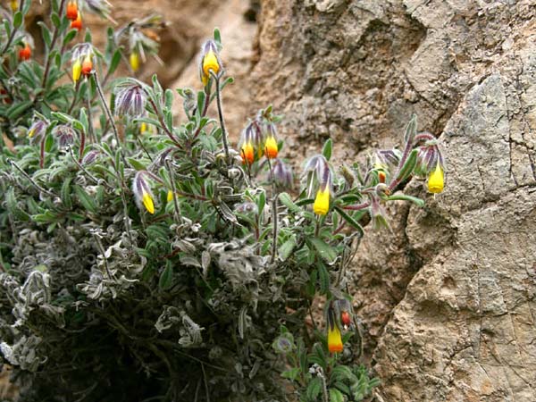 Onosma frutescens \ Goldene Lotwurz, Strauchige Lotwurz / Rocky Goldendrop, GR Akrokorinth 29.4.2011 (Photo: Gisela Nikolopoulou)