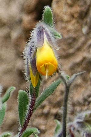 Onosma frutescens \ Goldene Lotwurz, Strauchige Lotwurz / Rocky Goldendrop, GR Akrokorinth 29.4.2011 (Photo: Gisela Nikolopoulou)
