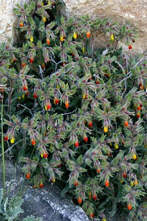 Onosma frutescens \ Goldene Lotwurz, Strauchige Lotwurz / Rocky Goldendrop, GR Akrokorinth 11.4.2013 (Photo: Gisela Nikolopoulou)