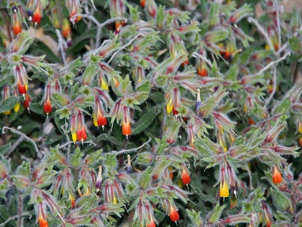 Onosma frutescens \ Goldene Lotwurz, Strauchige Lotwurz / Rocky Goldendrop, GR Akrokorinth 11.4.2013 (Photo: Gisela Nikolopoulou)