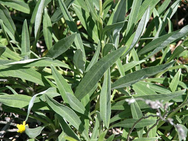 Onosma spruneri \ Spruners Lotwurz / Spruner's Goldendrop, GR Akrokorinth 25.4.2017 (Photo: Gisela Nikolopoulou)