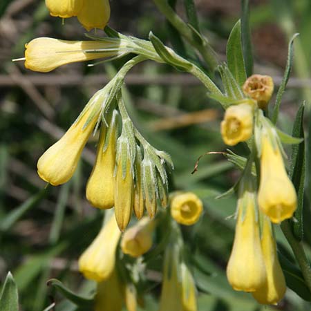 Onosma spruneri \ Spruners Lotwurz / Spruner's Goldendrop, GR Akrokorinth 25.4.2017 (Photo: Gisela Nikolopoulou)