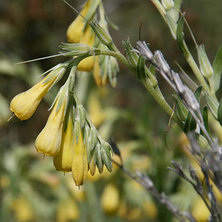 Onosma spruneri \ Spruners Lotwurz / Spruner's Goldendrop, GR Akrokorinth 25.4.2017 (Photo: Gisela Nikolopoulou)
