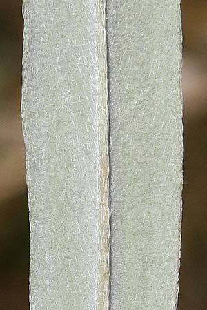 Onosma spruneri \ Spruners Lotwurz / Spruner's Goldendrop, GR Akrokorinth 6.10.2016 (Photo: Gisela Nikolopoulou)