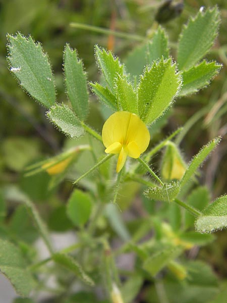 Ononis viscosa \ Klebriger Hauhechel / Sticky Restharrow, GR Hymettos 2.4.2013