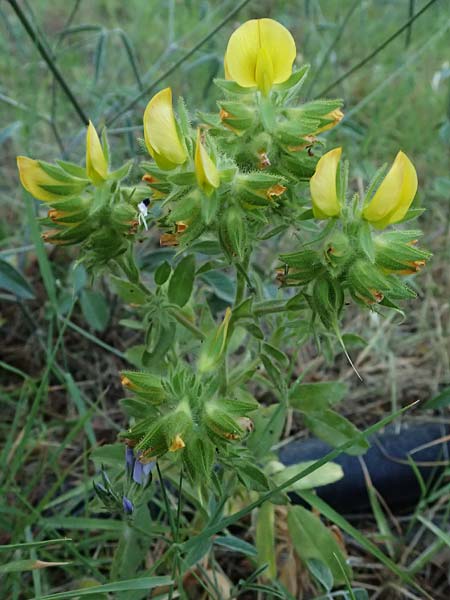 Ononis pubescens \ Behaarte Hauhechel / Downy Restharrow, GR Peloponnes, Mt. Kyllini, Evrostina 19.5.2024
