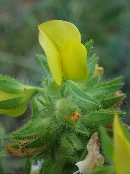 Ononis pubescens \ Behaarte Hauhechel / Downy Restharrow, GR Peloponnes, Mt. Kyllini, Evrostina 19.5.2024