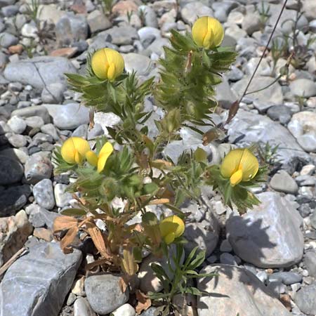 Ononis pubescens \ Behaarte Hauhechel / Downy Restharrow, GR Peloponnes, Taygetos, Viros - Schlucht / Gorge 25.5.2024