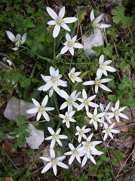 Ornithogalum montanum \ Berg-Milchstern / Mountain Star of Bethlehem, GR Zagoria, Vikos - Schlucht / Gorge 15.5.2008
