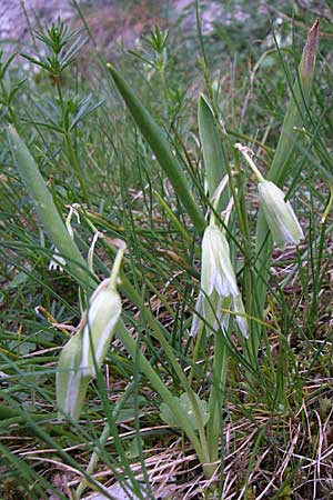 Ornithogalum oligophyllum \ Wenigbl&auml;ttriger Milchstern / Star of Bethlehem, GR Zagoria, Monodendri 15.5.2008