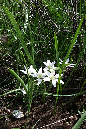 Ornithogalum oligophyllum \ Wenigbl&auml;ttriger Milchstern / Star of Bethlehem, GR Timfi 17.5.2008
