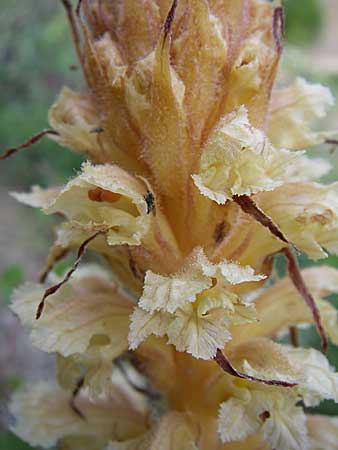 Orobanche amethystea \ Amethyst-Sommerwurz / Seaholly Broomrape, GR Zagoria, Mikro Papingko 17.5.2008