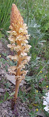 Orobanche amethystea \ Amethyst-Sommerwurz / Seaholly Broomrape, GR Zagoria, Mikro Papingko 17.5.2008
