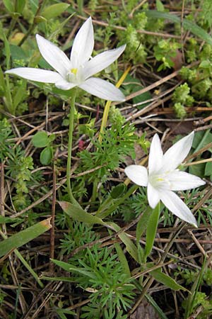 Ornithogalum exscapum \ Schaftloser Milchstern / White Star of Bethlehem, GR Peloponnes, Strofylia-Wald bei Metochi-Kalogria / Peloponnese, Strofylia Forest near Metochi-Kalogria 27.3.2013