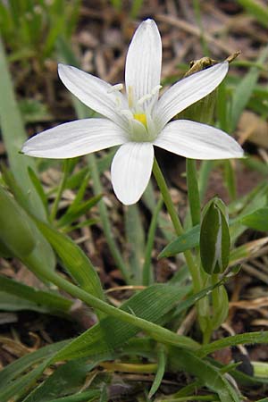 Ornithogalum exscapum \ Schaftloser Milchstern / White Star of Bethlehem, GR Peloponnes, Strofylia-Wald bei Metochi-Kalogria / Peloponnese, Strofylia Forest near Metochi-Kalogria 27.3.2013