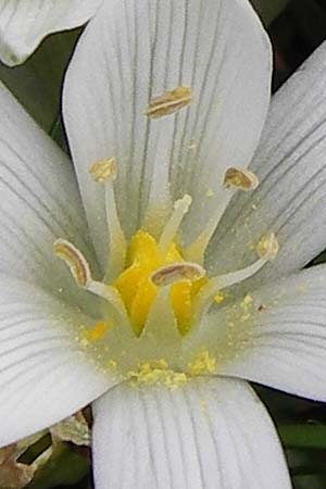 Ornithogalum exscapum \ Schaftloser Milchstern / White Star of Bethlehem, GR Peloponnes, Apollon Tempel von Bassae / Peloponnese, Apollon Temple of Bassae 29.3.2013