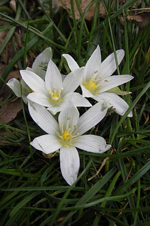 Ornithogalum exscapum \ Schaftloser Milchstern / White Star of Bethlehem, GR Peloponnes, Apollon Tempel von Bassae / Peloponnese, Apollon Temple of Bassae 29.3.2013