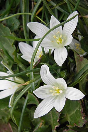 Ornithogalum exscapum \ Schaftloser Milchstern / White Star of Bethlehem, GR Peloponnes, Apollon Tempel von Bassae / Peloponnese, Apollon Temple of Bassae 29.3.2013