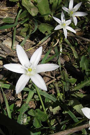 Ornithogalum collinum \ Hgel-Milchstern / Greek Star of Bethlehem, GR Peloponnes, Figalia 29.3.2013