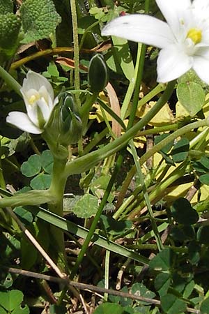Ornithogalum collinum \ Hgel-Milchstern / Greek Star of Bethlehem, GR Peloponnes, Figalia 29.3.2013