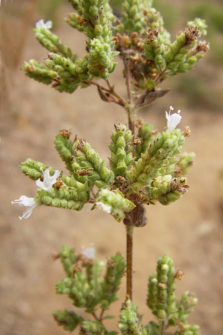 Origanum vulgare subsp. hirtum \ Griechischer Oregano / Greek Oregano, Winter Majoram, GR Euboea (Evia), Kalianou 29.8.2014