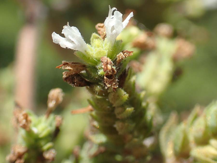 Origanum vulgare subsp. hirtum \ Griechischer Oregano / Greek Oregano, Winter Majoram, GR Euboea (Evia), Istiea 27.8.2017