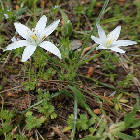 Ornithogalum exscapum \ Schaftloser Milchstern / White Star of Bethlehem, GR Athen, Mount Egaleo 10.4.2019