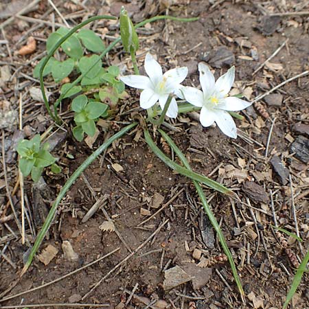 Ornithogalum exscapum \ Schaftloser Milchstern / White Star of Bethlehem, GR Athen, Mount Egaleo 10.4.2019