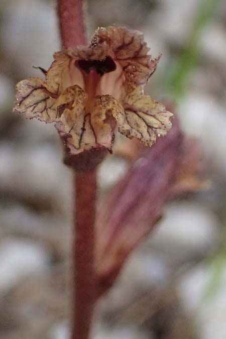 Orobanche alba \ Weie Sommerwurz / Thyme Broomrape, GR Peloponnes, Saitas 19.5.2024