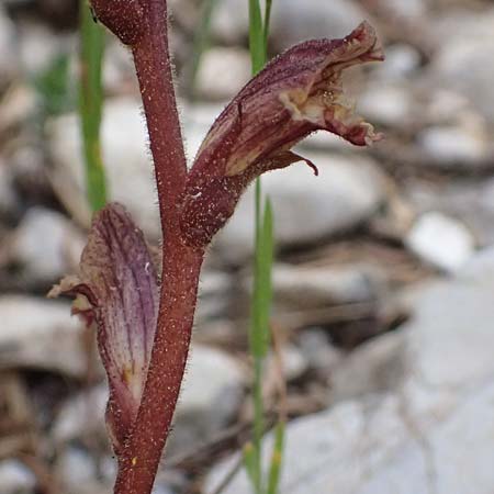 Orobanche alba \ Weie Sommerwurz / Thyme Broomrape, GR Peloponnes, Saitas 19.5.2024