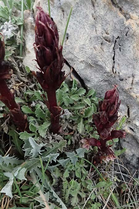 Orobanche baumanniorum \ Baumanns Sommerwurz / Baumann's Broomrape, GR Peloponnes, Mt. Kyllini, Ziria 21.5.2024
