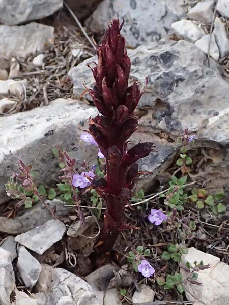 Orobanche baumanniorum ? \ Baumanns Sommerwurz / Baumann's Broomrape, GR Peloponnes, Mt. Kyllini, Ziria 21.5.2024