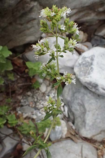 Origanum vulgare subsp. viridulum \ Grnlicher Oregano / Greenish Oregano, GR Peloponnes, Taygetos, Viros - Schlucht / Gorge 29.5.2024