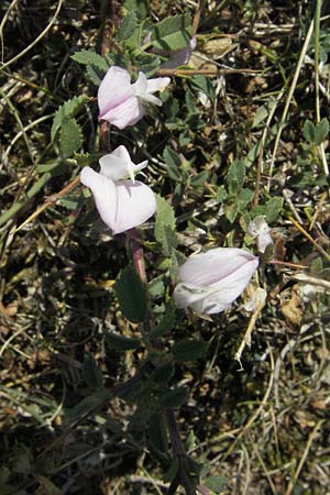 Ononis spinosa \ Dornige Hauhechel / Spiny Restharrow, GR Aoos-See / Lake Aoos 27.8.2007