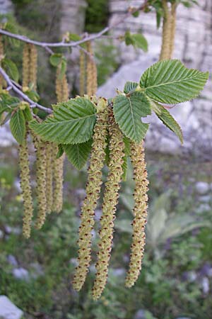 Ostrya carpinifolia \ Hopfen-Buche / Hop Hornbeam, GR Zagoria, Monodendri 15.5.2008