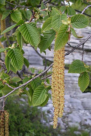 Ostrya carpinifolia \ Hopfen-Buche / Hop Hornbeam, GR Zagoria, Monodendri 15.5.2008