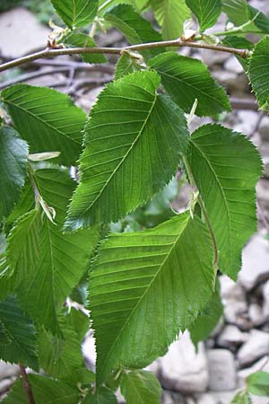 Ostrya carpinifolia \ Hopfen-Buche / Hop Hornbeam, GR Zagoria, Kipi 18.5.2008