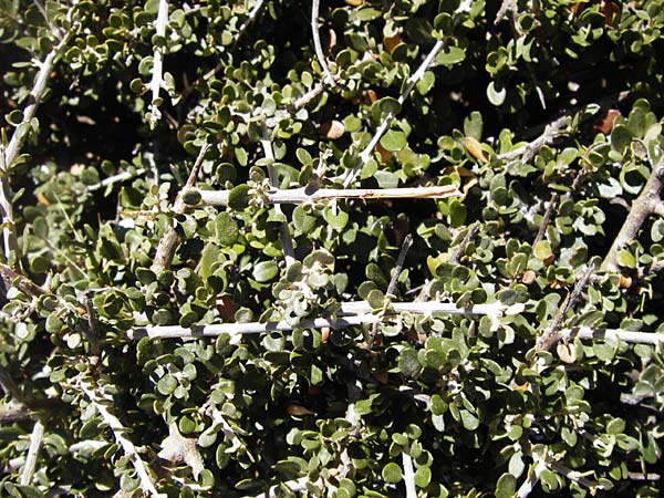 Olea sylvestris \ Wilder lbaum / Oleaster, GR Euboea (Evia), Karistos 28.8.2014