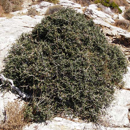 Olea sylvestris \ Wilder lbaum / Oleaster, GR Euboea (Evia), Karistos 28.8.2014