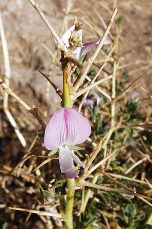 Ononis spinosa subsp. antiquorum \ Vieldornige Hauhechel / Thorny Restharrow, Prickly Restharrow, GR Euboea (Evia), Karistos 28.8.2014