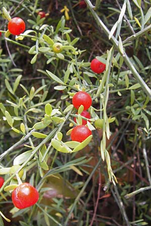 Osyris alba \ Weier Harnstrauch / Poet's Cassia, GR Euboea (Evia), Dimosari - Schlucht / Gorge 29.8.2014