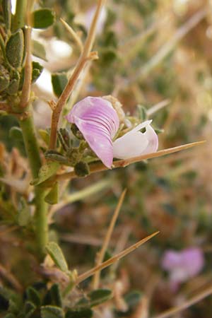 Ononis spinosa subsp. antiquorum \ Vieldornige Hauhechel / Thorny Restharrow, Prickly Restharrow, GR Euboea (Evia), Karistos 30.8.2014