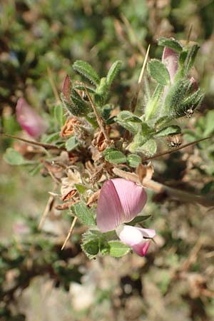 Ononis spinosa subsp. antiquorum \ Vieldornige Hauhechel / Thorny Restharrow, Prickly Restharrow, GR Euboea (Evia), Drimona 27.8.2017